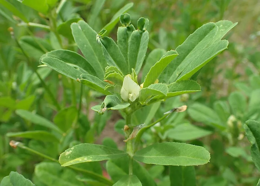 الحلبة