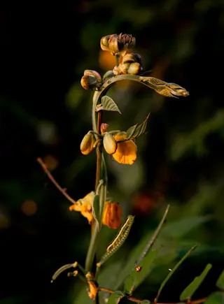 plant flower buds: yellow buds and open blooms on a green stem with blurred dark background, showcasing budding stage development