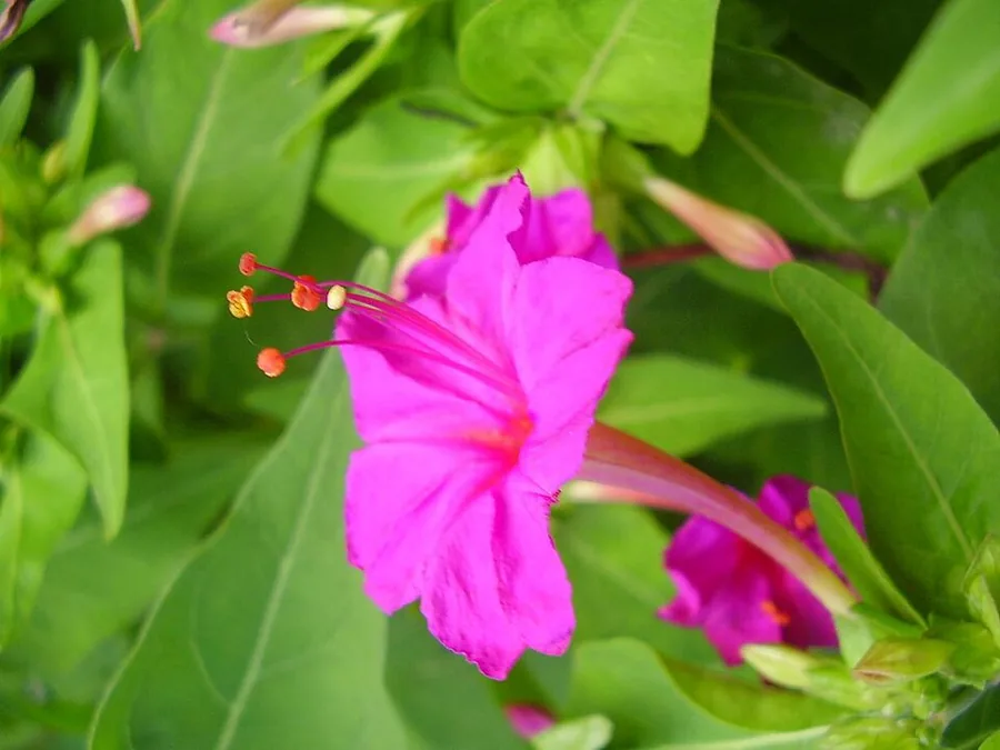 زهرة الساعة الرابعة
