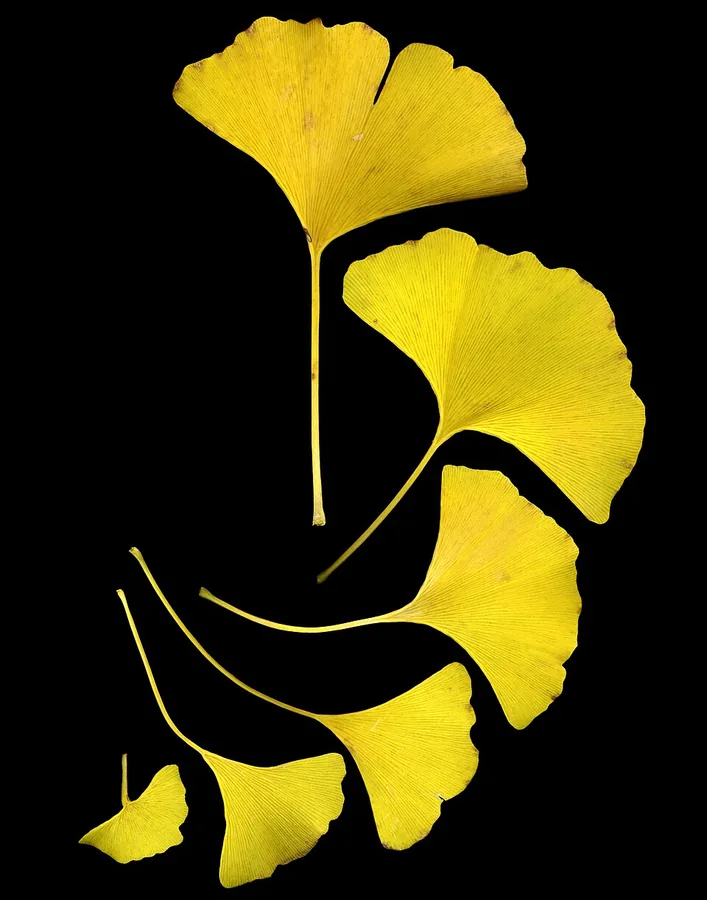 الجنكة
