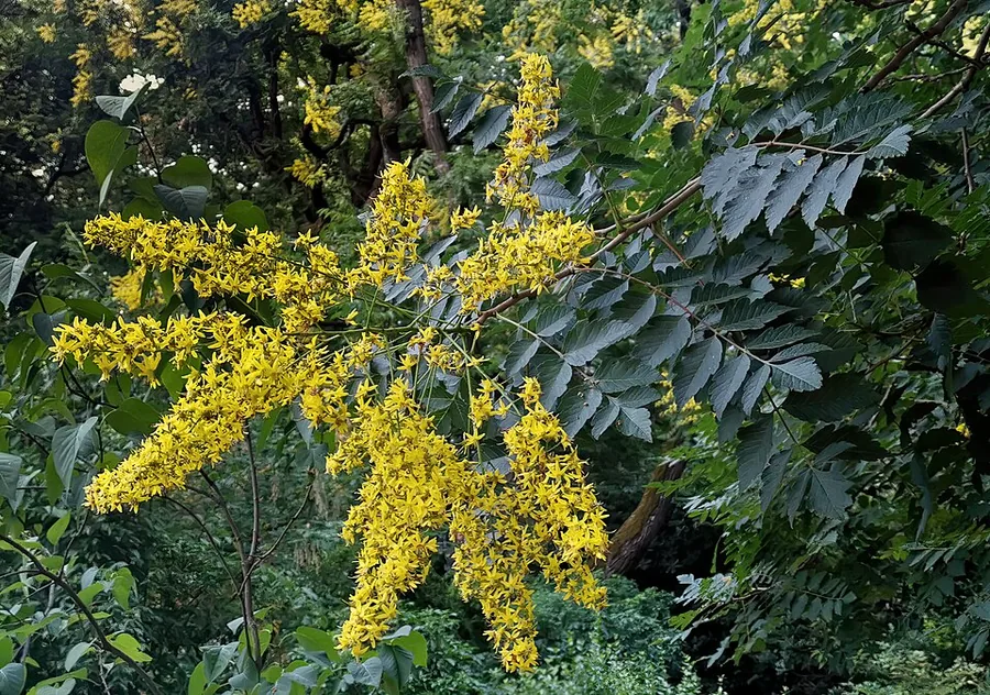 شجرة المطر الذهبي