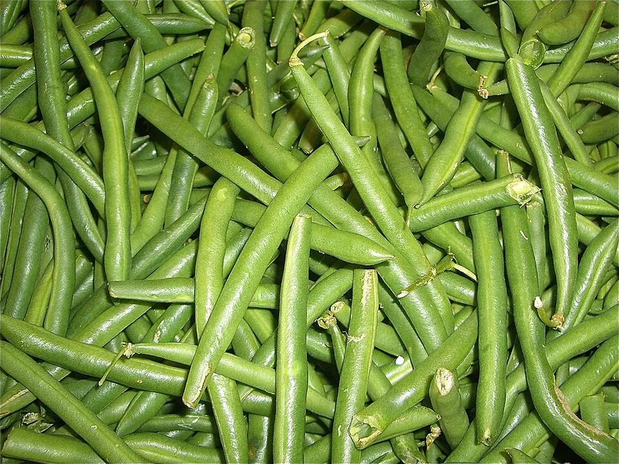 الفاصولياء الخضراء