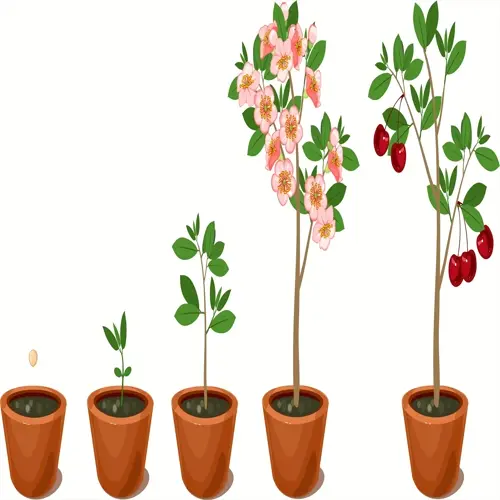 plant growth stages in terracotta pots: seed germination, sprout development, leafy growth, flowering, and fruit production
