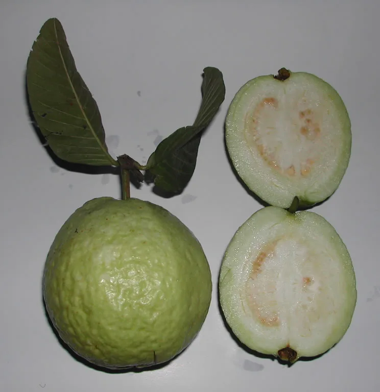 الجوافة