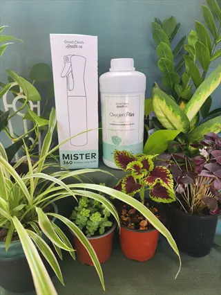 plant humidity misting setup: group of houseplants with mister 360 spray bottle and oxygen plus solution for indoor garden care