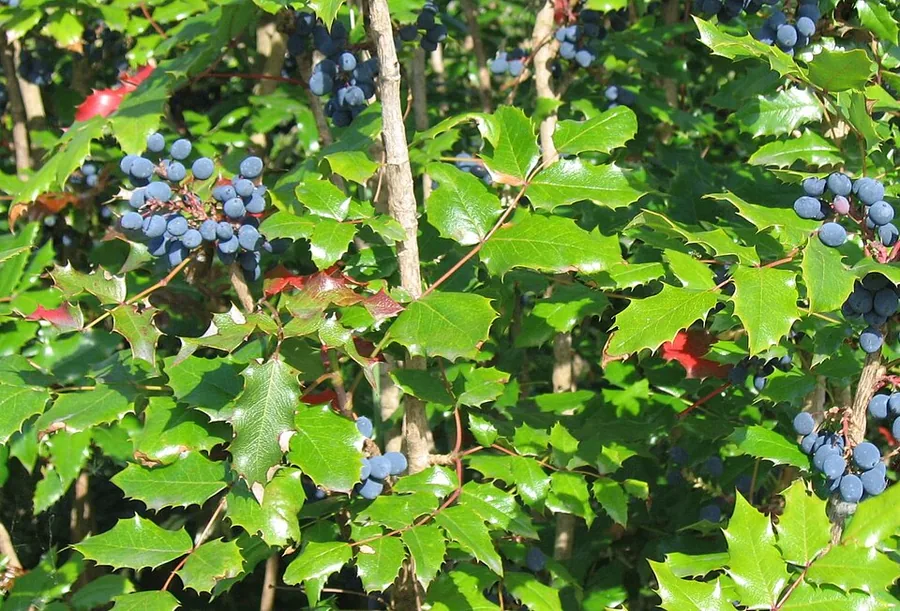 عنب الأوريغون