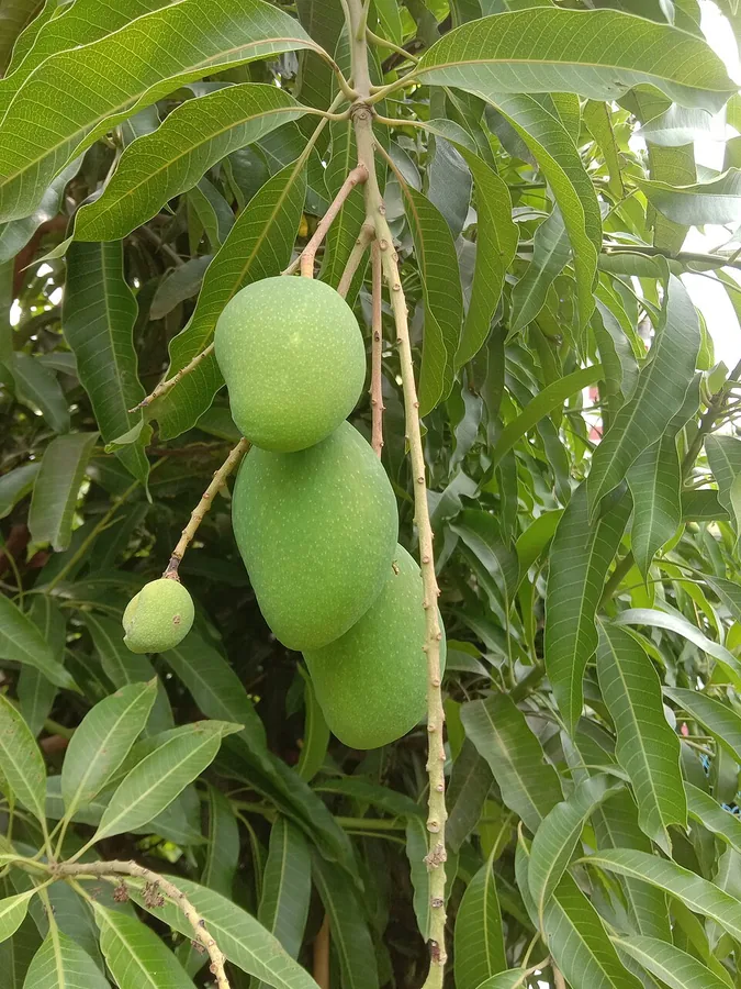 المانجو