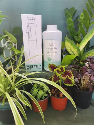 plant mist sprayer (mister 360) and oxygen plus bottle surrounded by diverse potted houseplants (spider plant, succulent, coleus, etc.) against green background