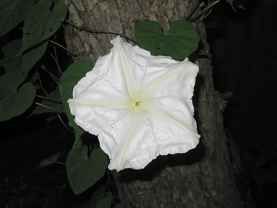زهرة القمر