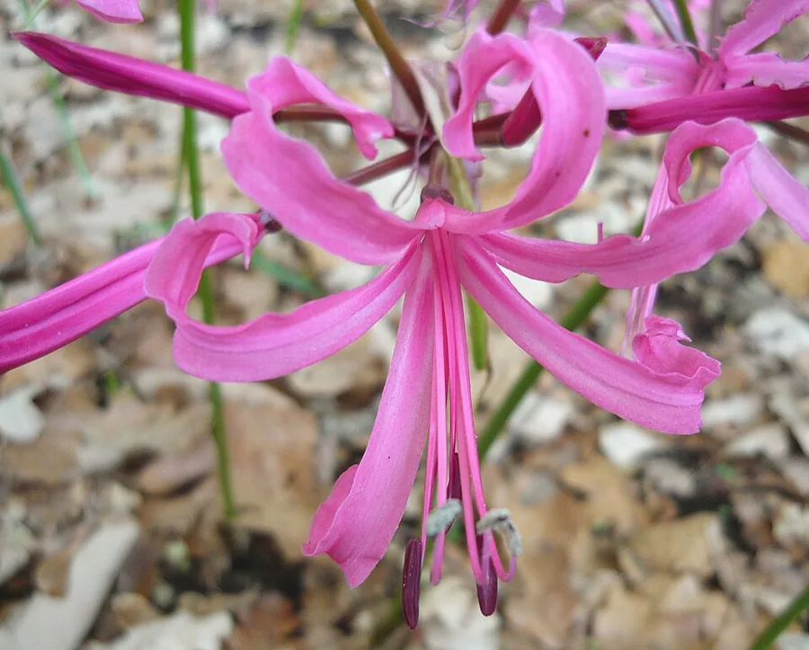 النيرين