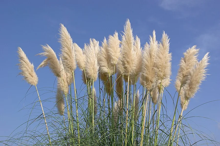 عشب البامباس
