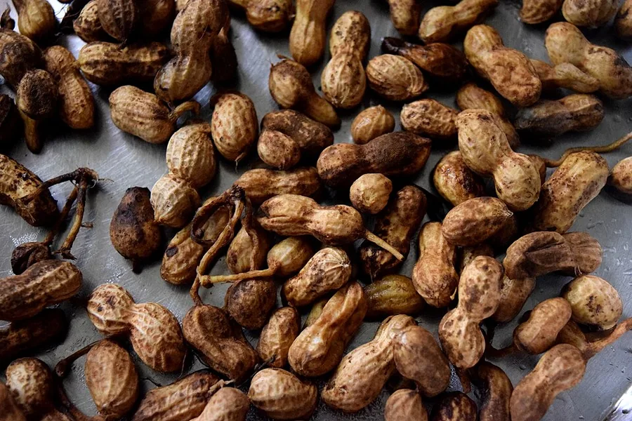 الفول السوداني