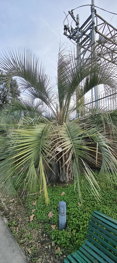 نخيل البيندو