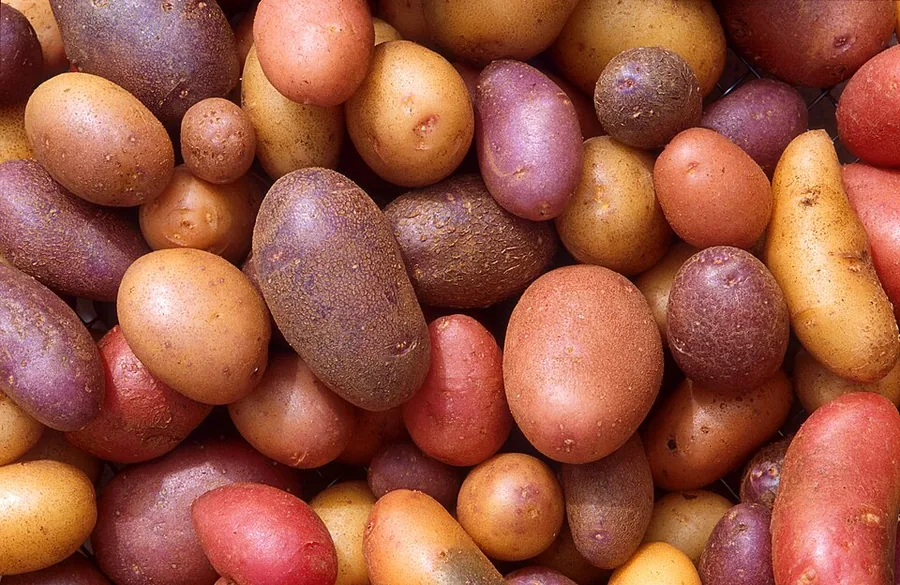 بطاطس