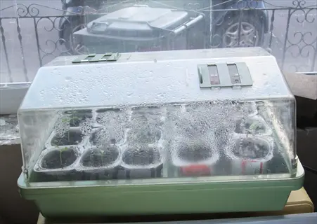 plant propagation dome with adjustable vents over seedling pots, showing condensation for humidity control, placed near a window