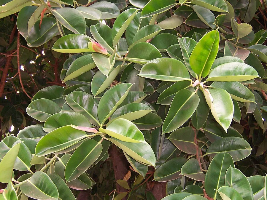 نبات المطاط