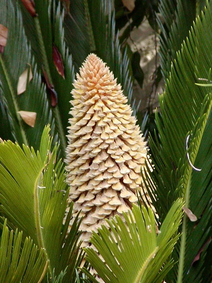 نخيل الساغو