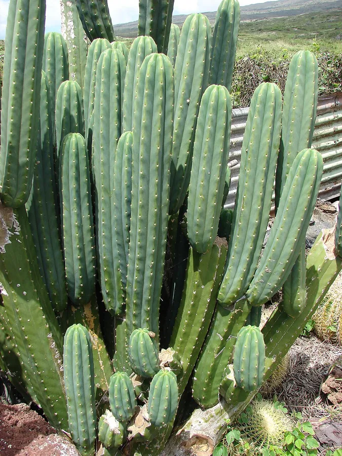 صبار سان بيدرو