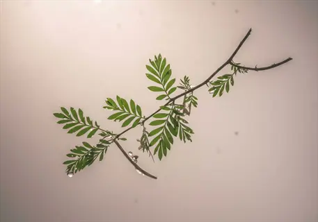 plant stem with compound leaves against plain background, illustrating plants that produce volatile organic compounds for chemical signaling