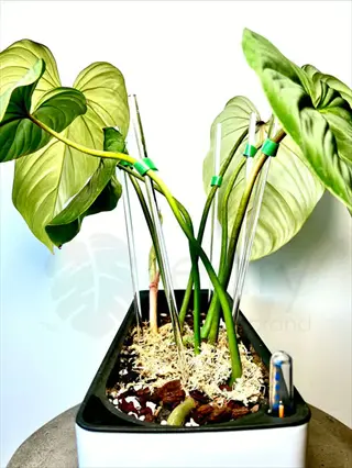 plant support technique using clear stakes and green ties, demonstrating pepper plant stake support methods for structural stability. (brand logo visible)
