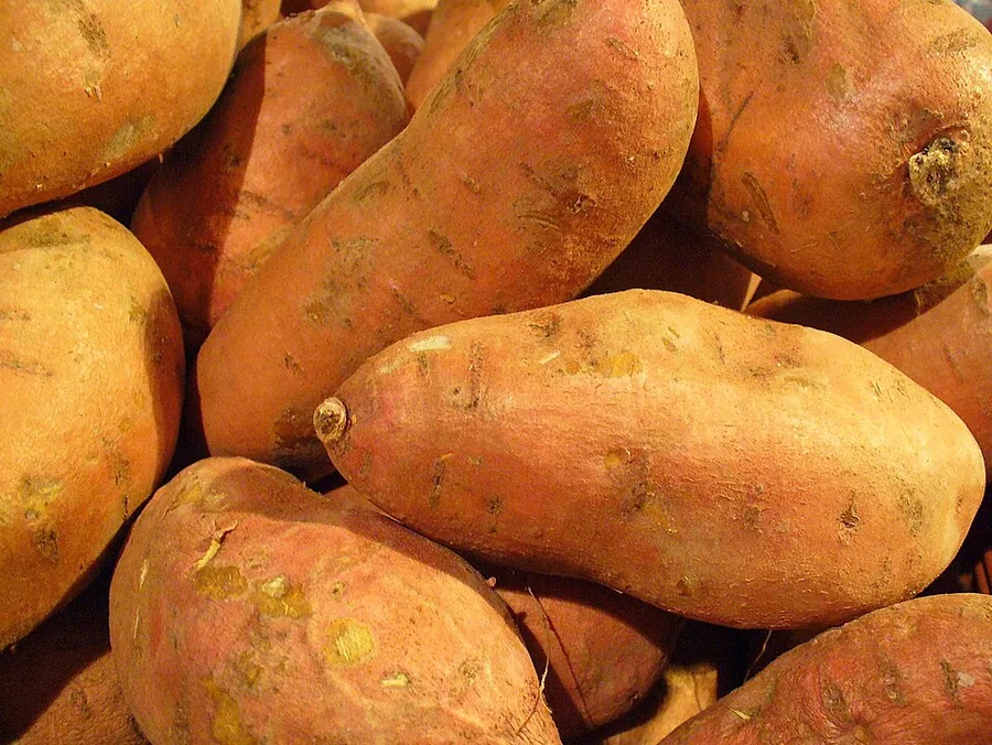 البطاطا الحلوة