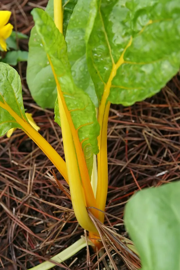 السلق
