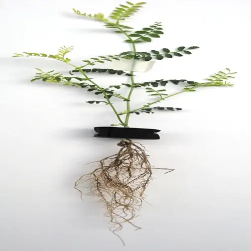 plant with root rot showing exposed roots and sparse foliage, held by black clip against white background, featuring handwritten label tape on stem