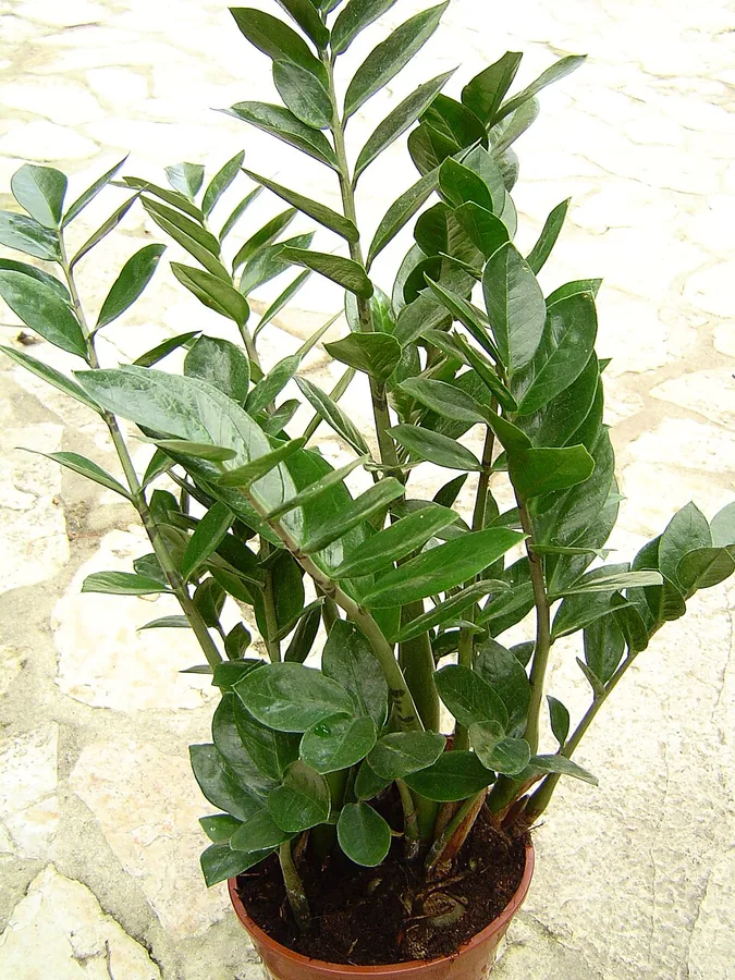 نبتة ZZ