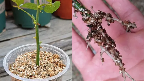 planting rose cutting perlite: left shows young rose cutting in perlite medium. right shows hand holding rooted rose cutting with perlite-covered roots