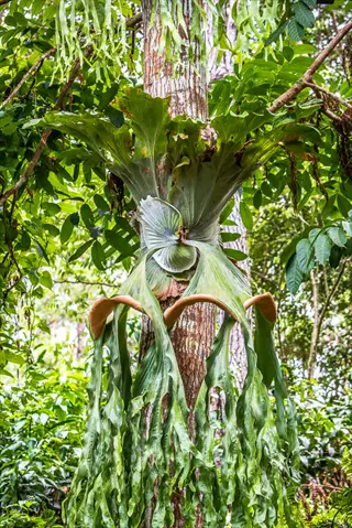 platycerium grande fern growing epiphytically on a tree trunk in a tropical forest