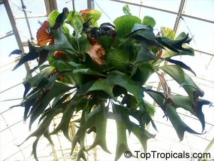 platycerium hillii staghorn fern with large antler-shaped fronds in a greenhouse setting