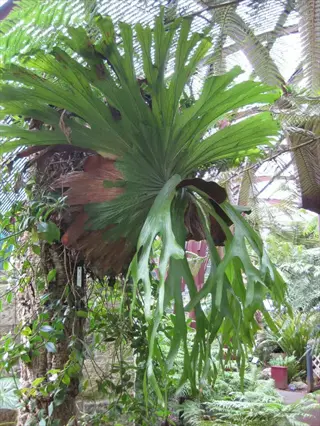 platycerium superbum mounted on a tree trunk in a botanical greenhouse setting