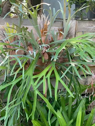 platycerium veitchii silver staghorn fern with forked fronds growing outdoors