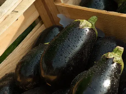 pot black eggplant container: glossy dark eggplants with water droplets in wooden harvest crate