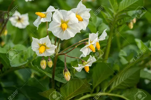potato plant flowers in full bloom during flowering stage, featuring white petals with yellow centers and green foliage, overlaid with '123rf' watermarks