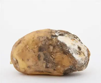 potato skin texture showing intact areas and decayed sections with mold growth, relevant to rub test evaluation