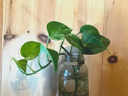 pothos houseplant with visible roots in a glass jar against a wooden background