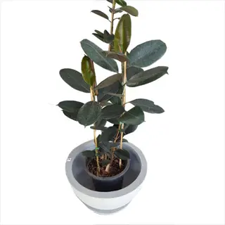 potted abidjan rubber plant with large dark green leaves in a white container, featuring a visible label