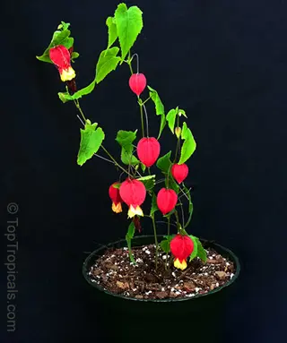 potted abutilon plant with vibrant red and yellow lantern-shaped flowers against black background, demonstrating seasonal light plants response for evaluation