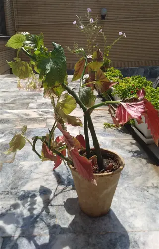 potted begonia lucerna plant with green-red leaves and white flowers on sunlit tiled patio