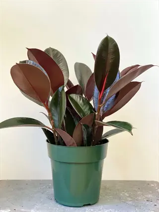 potted burgundy rubber plant with glossy dark red leaves in green container against beige wall