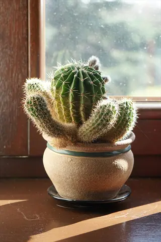 potted cactus thriving on a sunny windowsill with bright natural sunlight streaming through