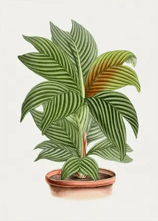 potted calathea saint paul plant showcasing broad striped green leaves in a terracotta pot against a plain background