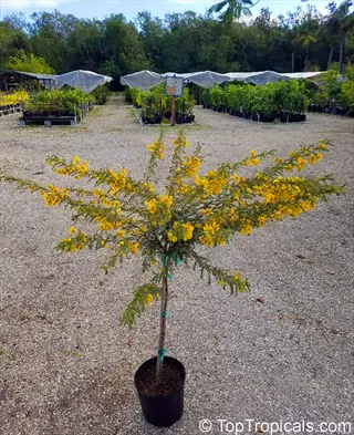 potted dwarf forsythia container with vibrant yellow flowers in a nursery setting