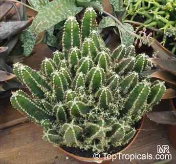 potted fairy castle cactus (acanthocereus tetragonus) with multiple columnar stems in terracotta pot, surrounded by other plants