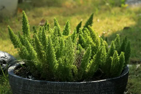 potted foxtail fern plant with lush green foliage growing outdoors on grassy surface