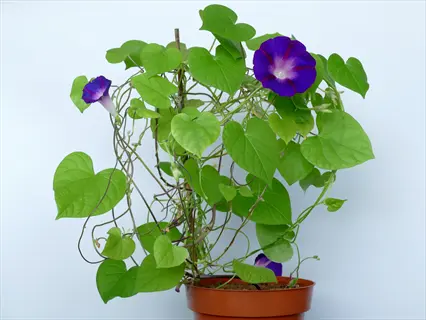 potted grandpa ott morning glory plant with vibrant purple flowers and heart-shaped green leaves