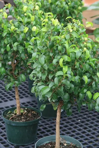 potted green ficus houseplants with glossy leaves on a grid surface