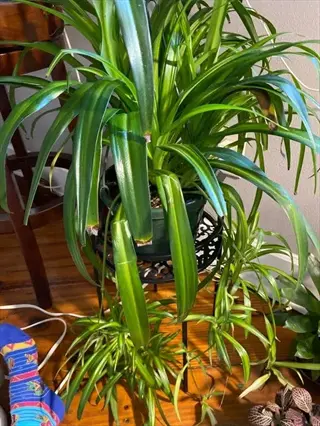 potted hawaiian spider plant golden variety with long green arching leaves and hanging plantlets on wooden stand