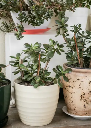 potted jade plants in white, beige, and green containers placed indoors